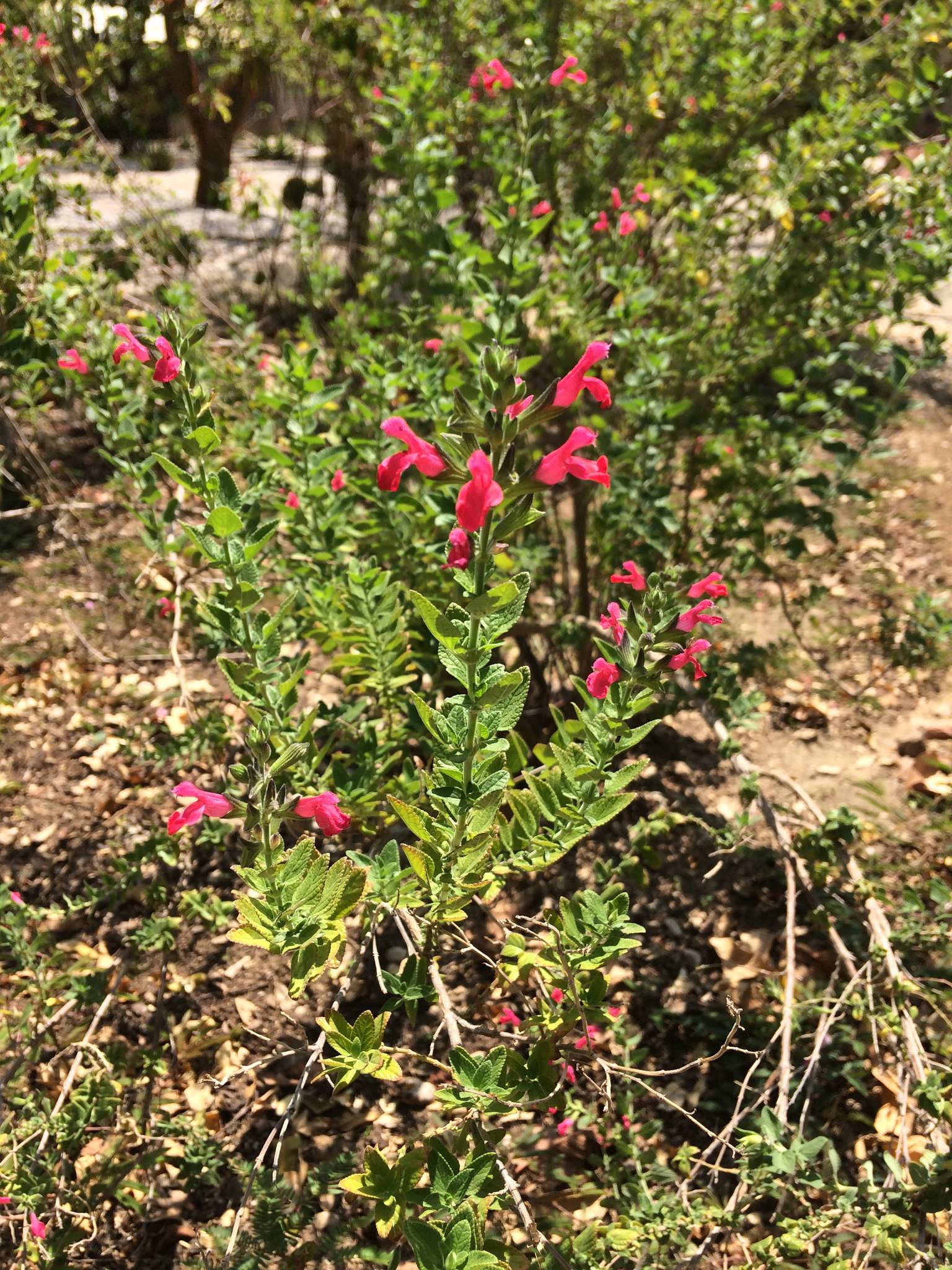Salvia microphylla
